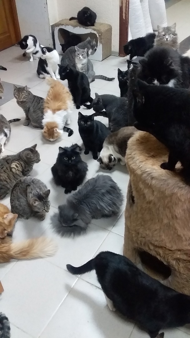 наши Тотошки