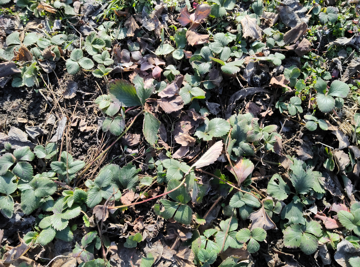 Испытывающая жажду клубника