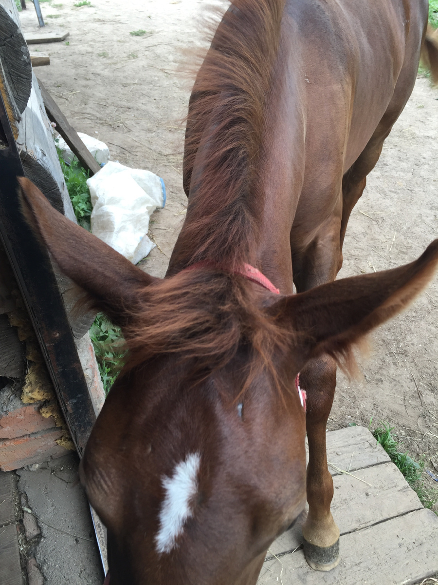 Фото из архива автора. Лошадиные уши, отлично демонстрируют отношение лошадки к происходящему. Если они отведены назад и прижаты к голове- берегись человечество! На фото зафиксирована фаза перехода ушей из положения «на макушке»- в выше описанную автором ситуацию.