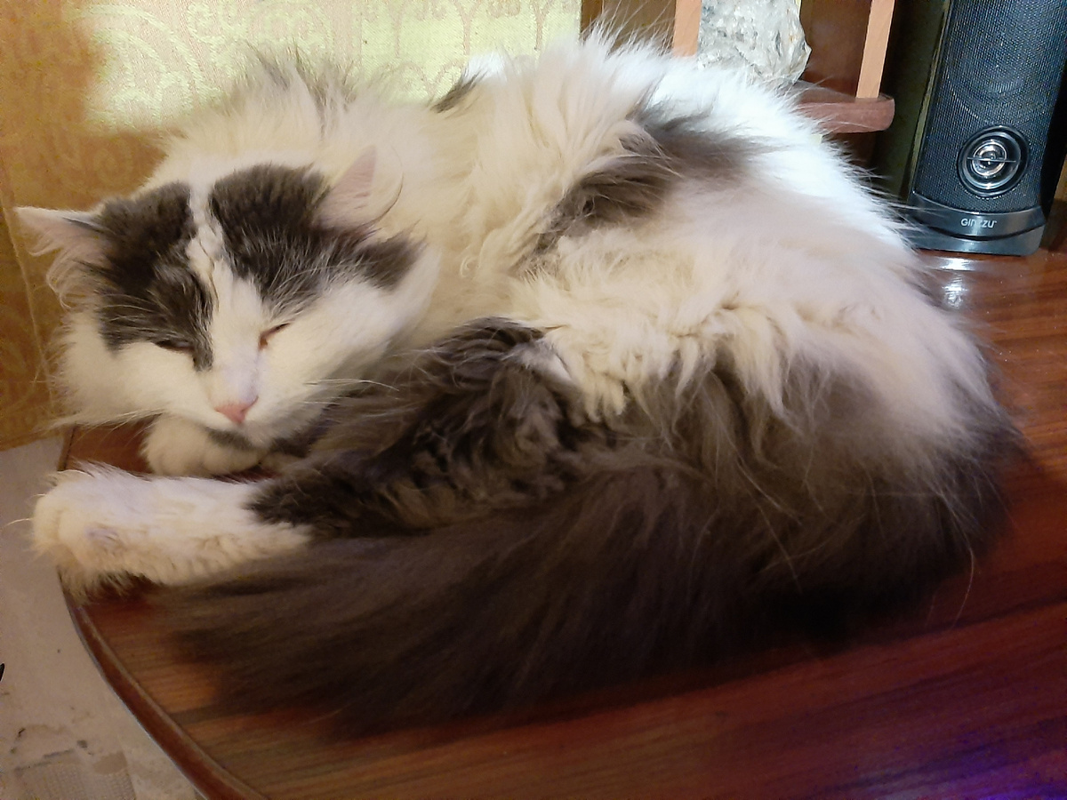 Так хочется прижать к себе Пуха) Но у него на этот счёт своё мнение)