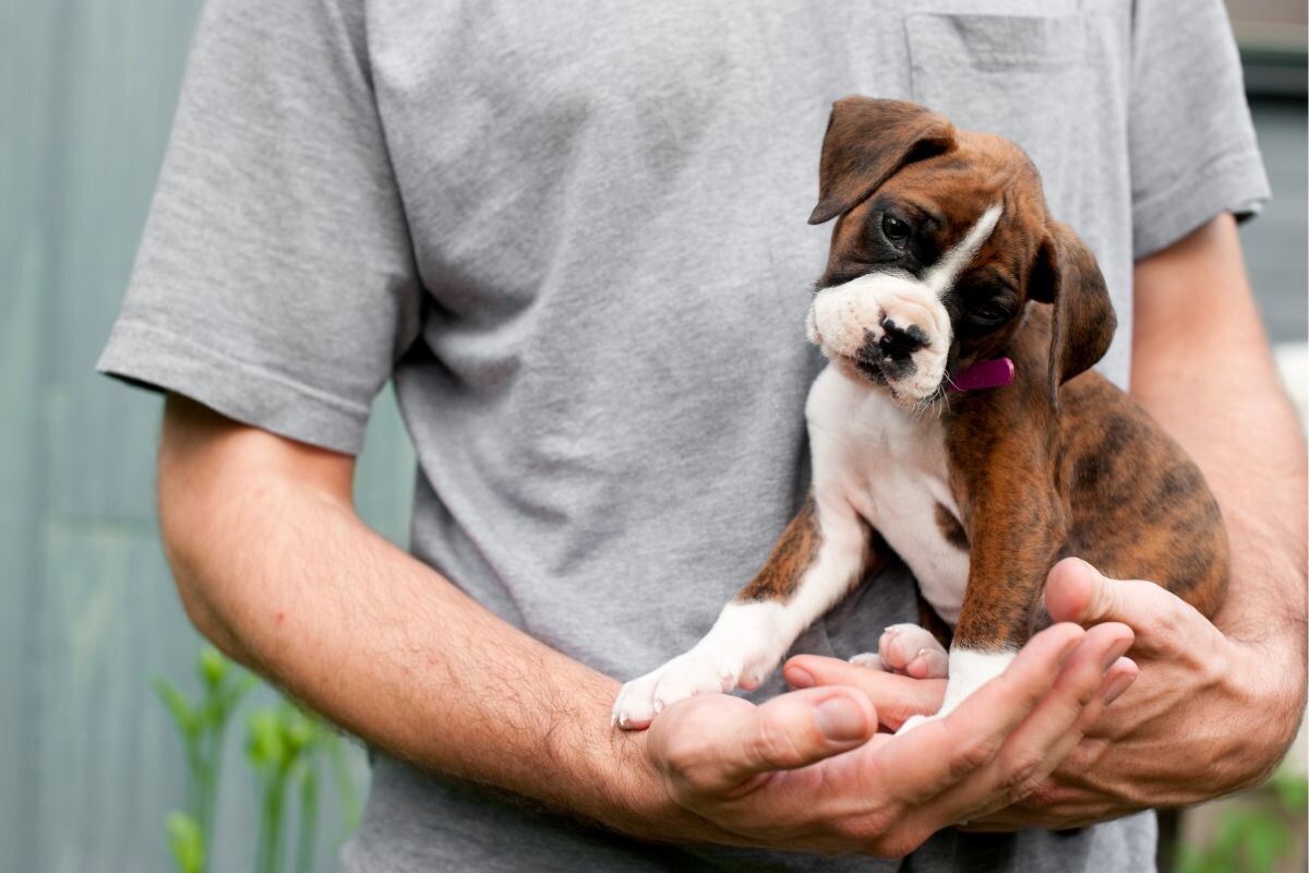 Когда можно забирать щенка от мамы