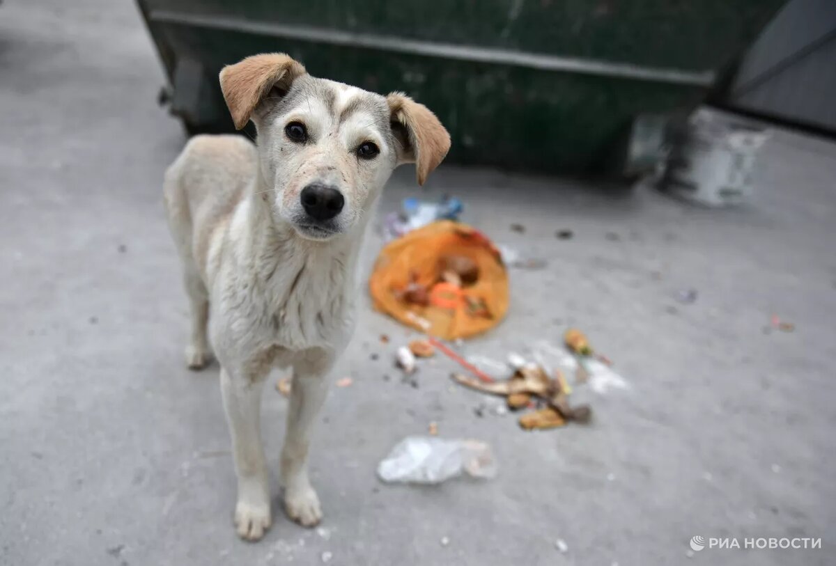 Фото: РИА Новости / Константин Михальчевский