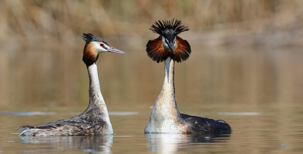 Вступление к танцу, чомги, фото ©Светлана Медведева