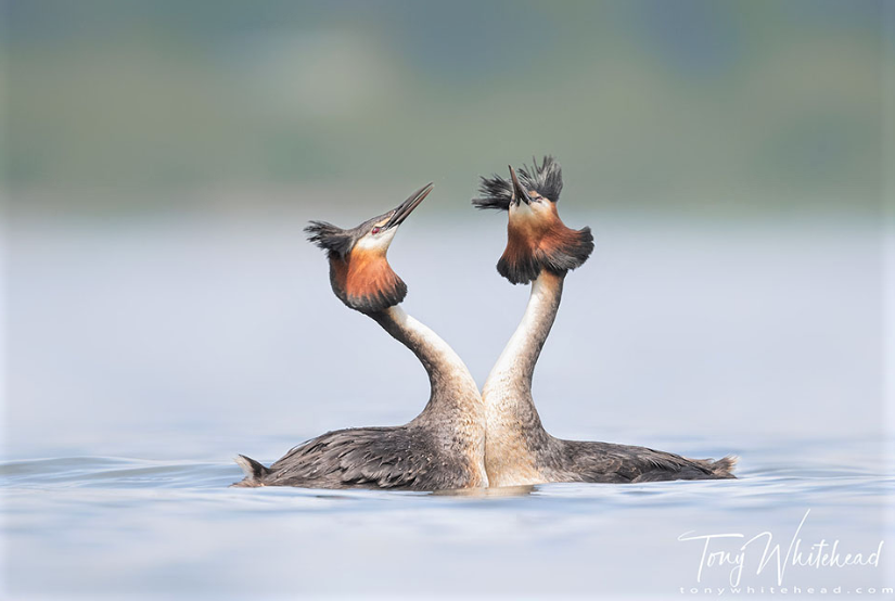 Фото ©Тони Уайтхед