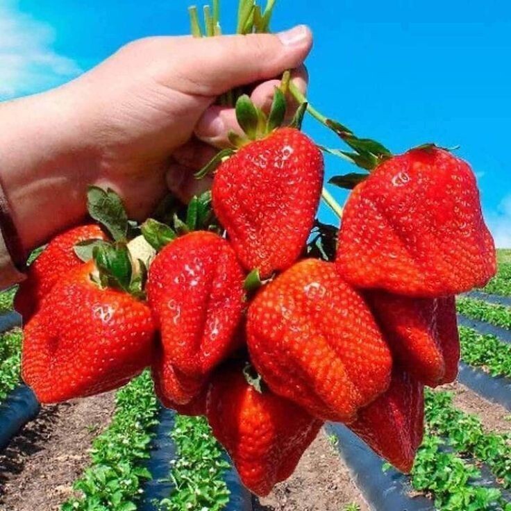 https://i.pinimg.com/736x/93/91/a5/9391a5c559d41afc11b161c27816c44b.jpg