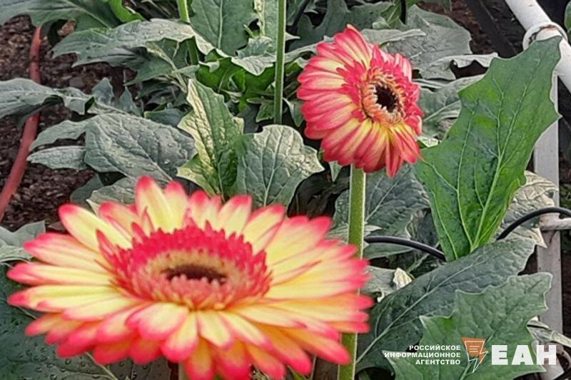    ЕАН / Тепличные герберы