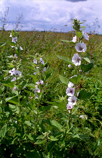 Алтей на пойменном лугу. Общий вид растения. Фото С. Смирнова.