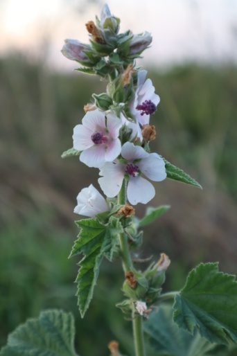 Верхушка алтея с цветками. Фото Ю. Городцовой.