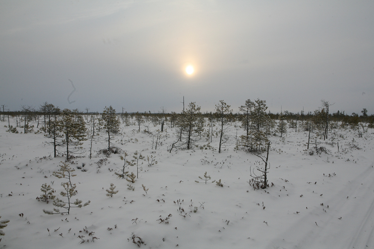 сибирская тайга