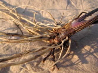 Корни валерианы. Фото Е. Сидорчука.