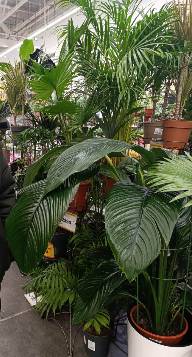 Спатифилум поражает размерами