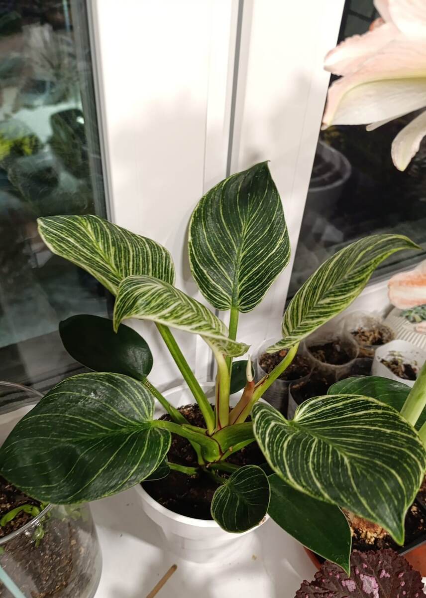 Филодендрон Биркин