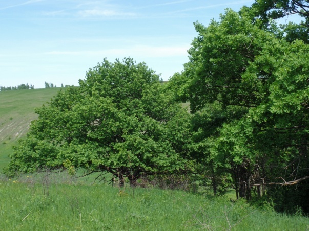 Дуб – основная порода байрачных лесов в лесостепи.