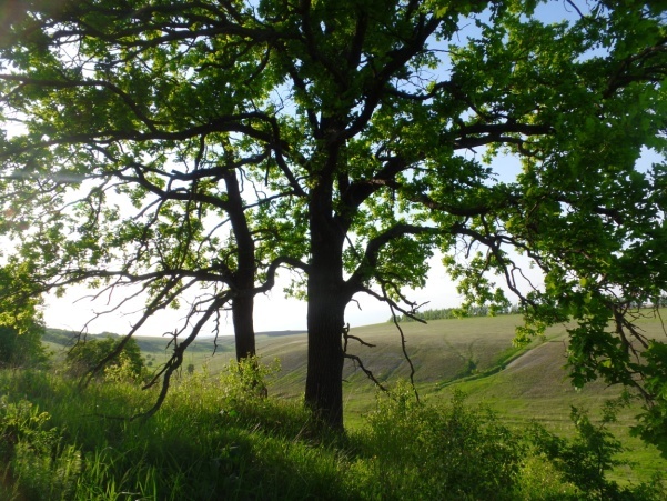 Дубы  с раскидистой кроной на склоне балки Толстой в Дивногорье.