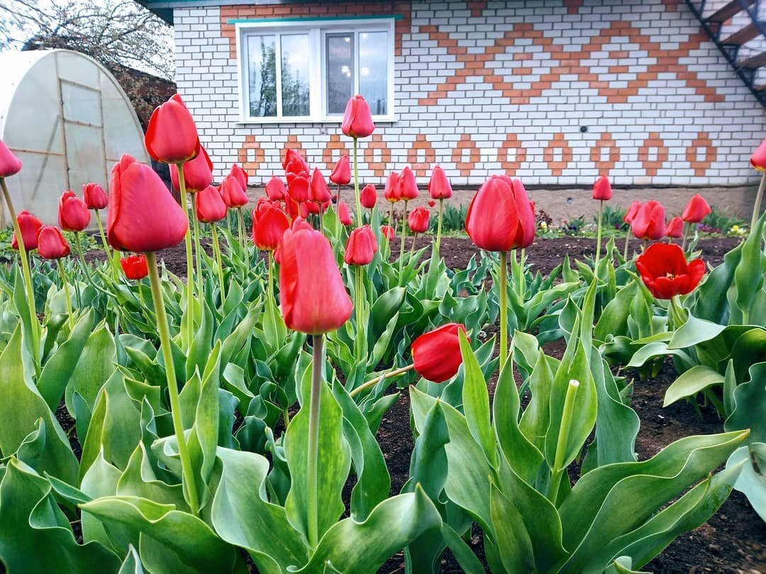 Всем дарю море тюльпанов!!!!    Фото автора.