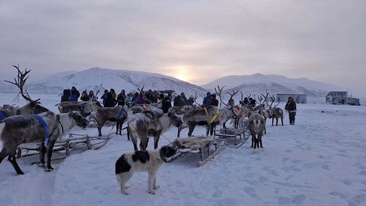 На обратном пути из Оймякона нам посчастливилось познакомиться с семьей оленеводов и их очаровательными подопечными