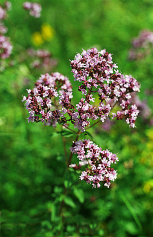 Цветущая душица.