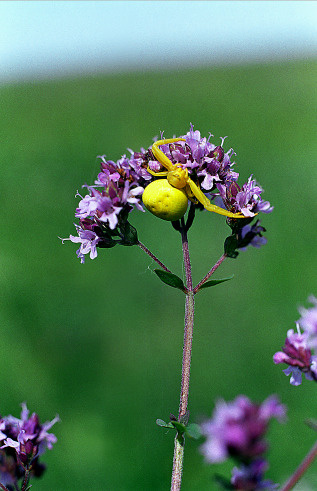 Цветочный паук на соцветии душицы подстерегает добычу.