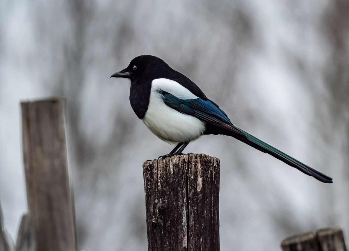 фото: Wolfram Steinberg/dpa//Global Look Press