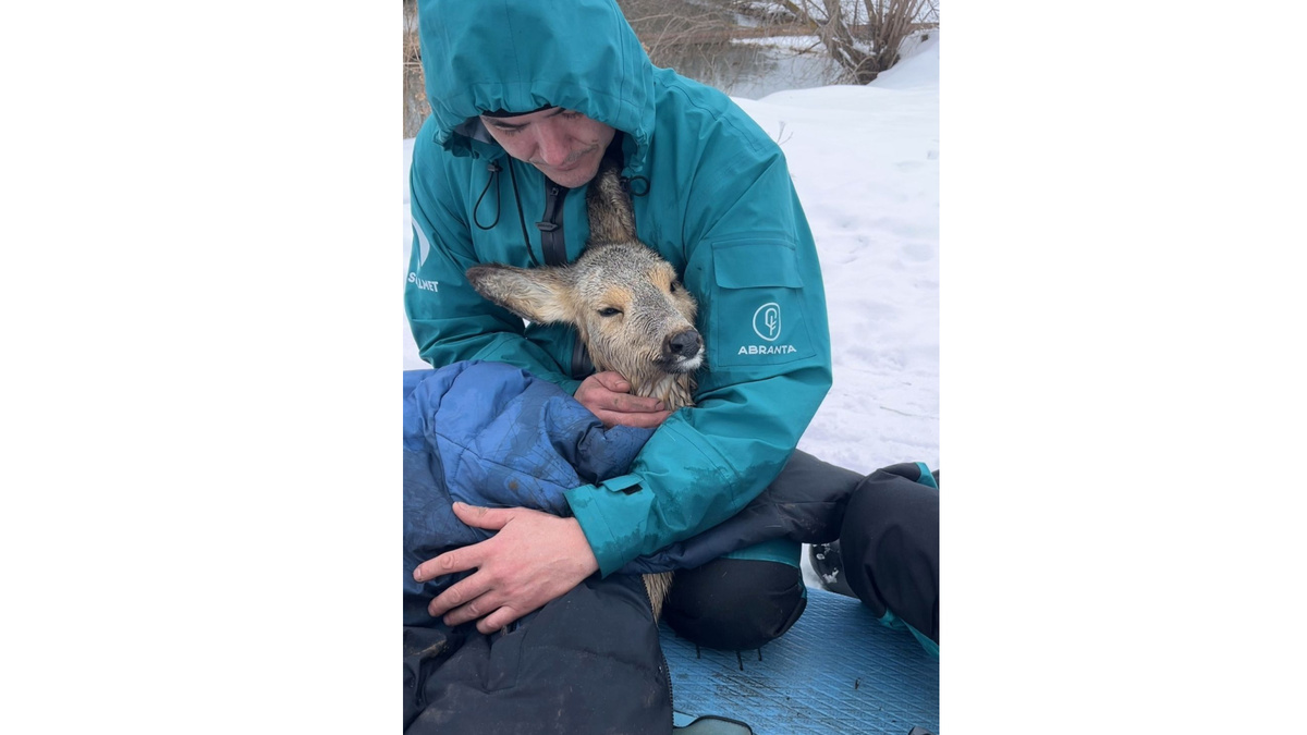    Косуля пробыла в реке долго — очень замерзла и не могла двигаться. Фото: организатор сап-туров