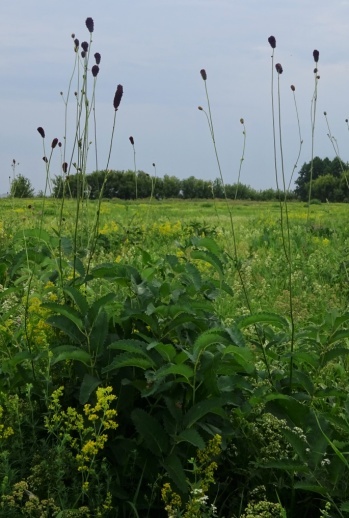 Кровохлёбка лекарственная – Sanguisorba officinalis, и её лекарственные свойства