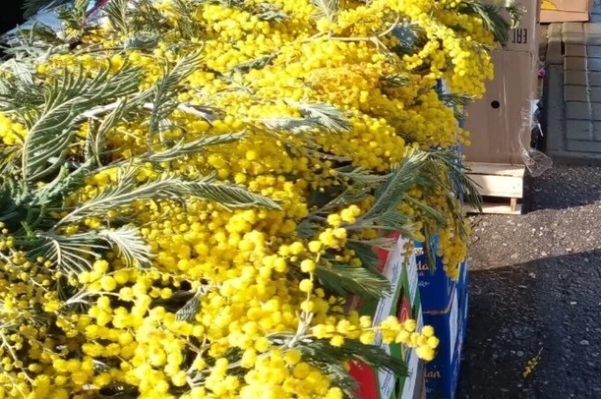    350 рублей составляет стоимость веточки мимозы в Пензе