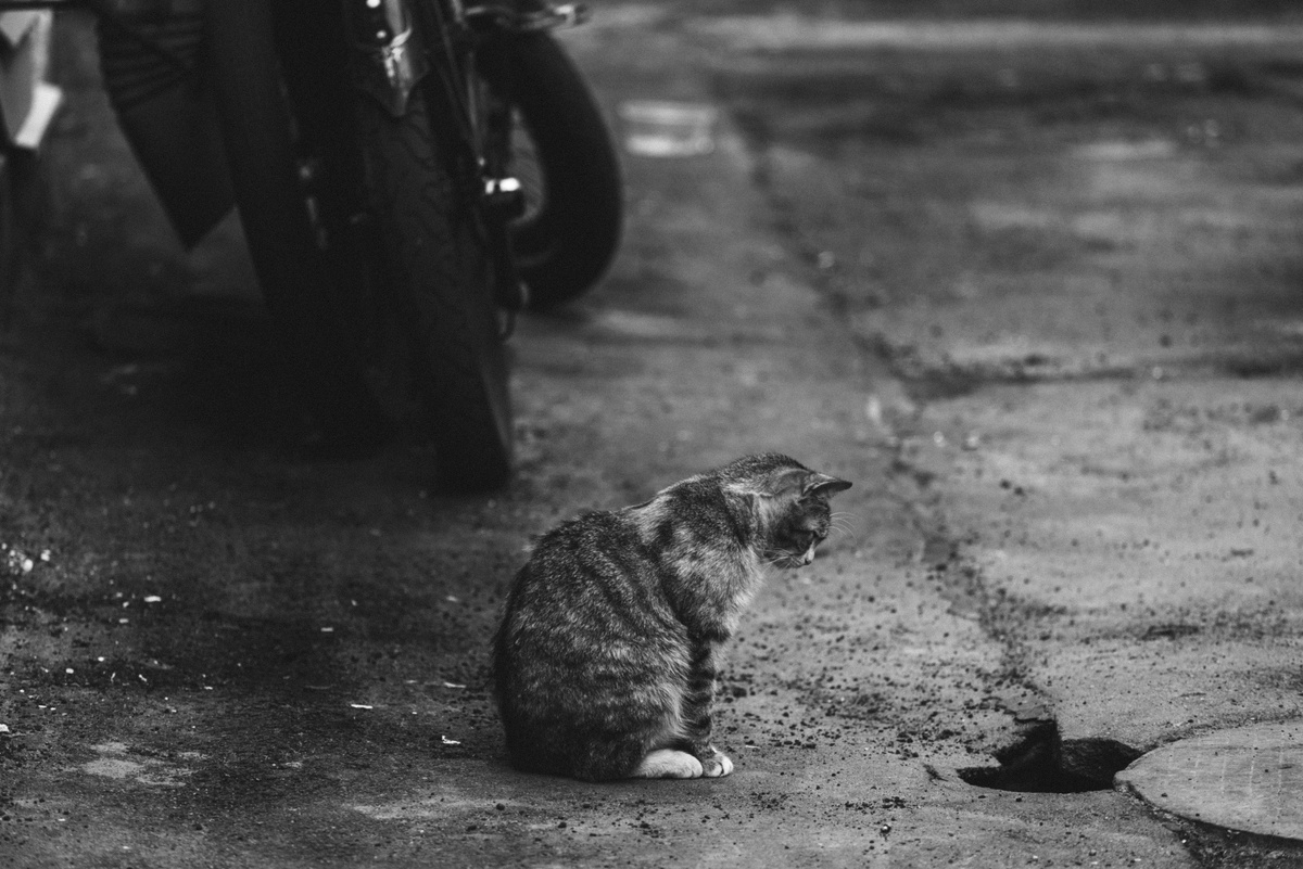    Так как условия уличной съёмки непредсказуемые — может, это будет парк в солнечный день или тёмная подворотня в ливень, полнокадровый фотоаппарат подойдёт лучше всего / Фото: Елизавета Чечевица