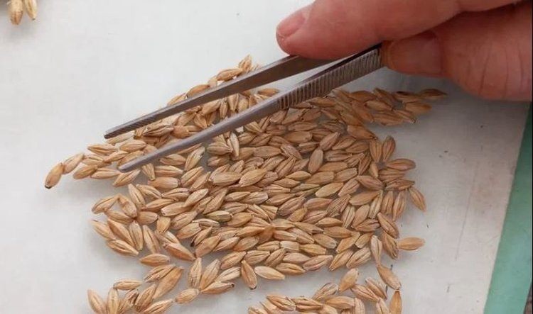    Самые популярные сорта озимой пшеницы в ЛНР под урожай 2025