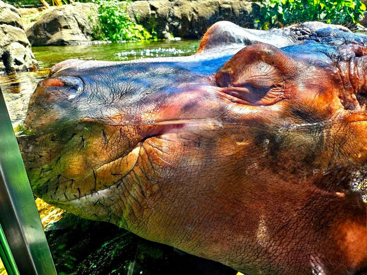 San Diego Zoo