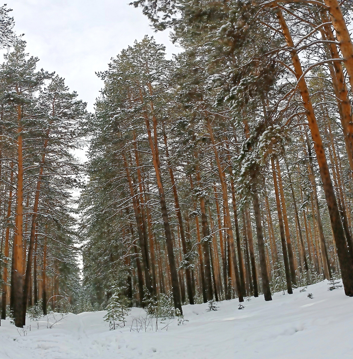 Где-то на просторах моего города. Ленточный бор. Фотография автора, февраль 2025 года. 