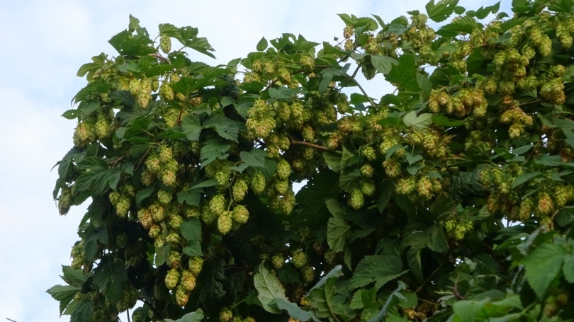 Женские растения хмеля.