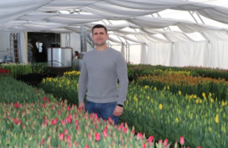    50 тысяч тюльпанов к 8 Марта вырастил фермер из Липецкой области