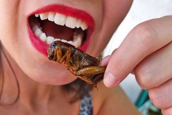 Продовольственный кризис, рост населения Земли и экологический коллапс заставляют человечество искать альтернативные источники пищи. Одним из самых обсуждаемых решений стало употребление насекомых. Организации вроде ФАО ООН уже называют их «едой будущего»: они содержат до 70% белка, требуют в 12 раз меньше корма, чем скот, и почти не производят метана. Но так ли безобидна эта «зеленая» альтернатива? Давайте разберемся, какие угрозы скрываются за модой на энтомофагию.

1. Экологический парадокс: спасение или коллапс?
Сторонники употребления насекомых в пищу утверждают, что их разведение сократит вырубку лесов под пастбища и снизит выбросы CO₂. Однако массовое производство может привести к новым проблемам:

Инвазивные виды. Попадая в дикую природу, сельскохозяйственные насекомые (например, мучные черви или сверчки) способны разрушить местные экосистемы, конкурируя с дикими видами за ресурсы.
Токсичные цепочки. Насекомые, выращенные на сельскохозяйственных отходах, могут накапливать пестициды и тяжелые металлы, становясь опасными для человека.
Угроза биоразнообразию. В погоне за дешевым белком люди начнут истреблять диких насекомых, многие из которых уже находятся под угрозой из-за изменения климата.
2. Здоровье против рисков: аллергии, инфекции и неизученные эффекты
Хотя насекомые богаты белком и витаминами, их массовое потребление таит опасности:

Аллергены. Белки насекомых схожи с аллергенами моллюсков и ракообразных. Уже сегодня в странах Азии и Африки, где традиционно едят сверчков и саранчу, растет число случаев тяжелых аллергических реакций.
Патогены. Насекомые могут быть переносчиками бактерий (например, сальмонеллы) и вирусов. В 2022 году в Таиланде вспышка гастроэнтерита была связана с употреблением в пищу зараженных личинок пальмового долгоносика.
Недооцененные долгосрочные эффекты. Хитин, основной компонент экзоскелета насекомых, влияет на микрофлору кишечника. Последствия его регулярного употребления до конца не изучены.
