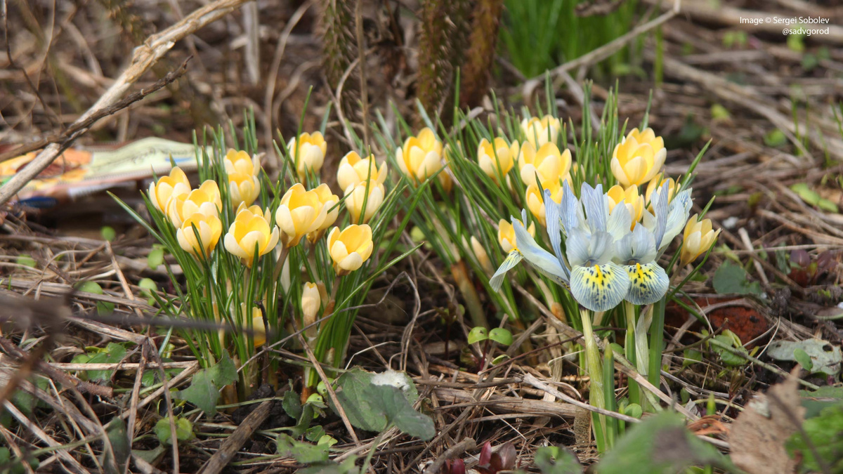 Первые фотографии цветущих крокусов в 2024 г. были сделаны 26 марта. 5 фото.