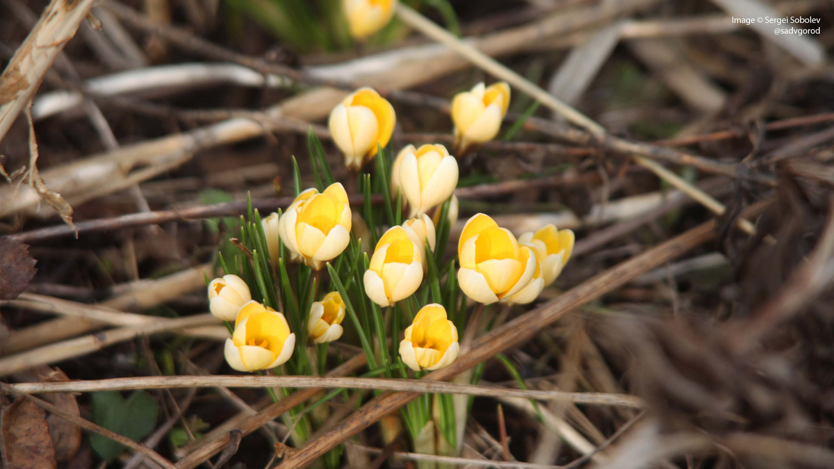 Шафран золотистый (Crocus chrysanthus) - либо 'Remembrance', либо 'Cream Beauty'.