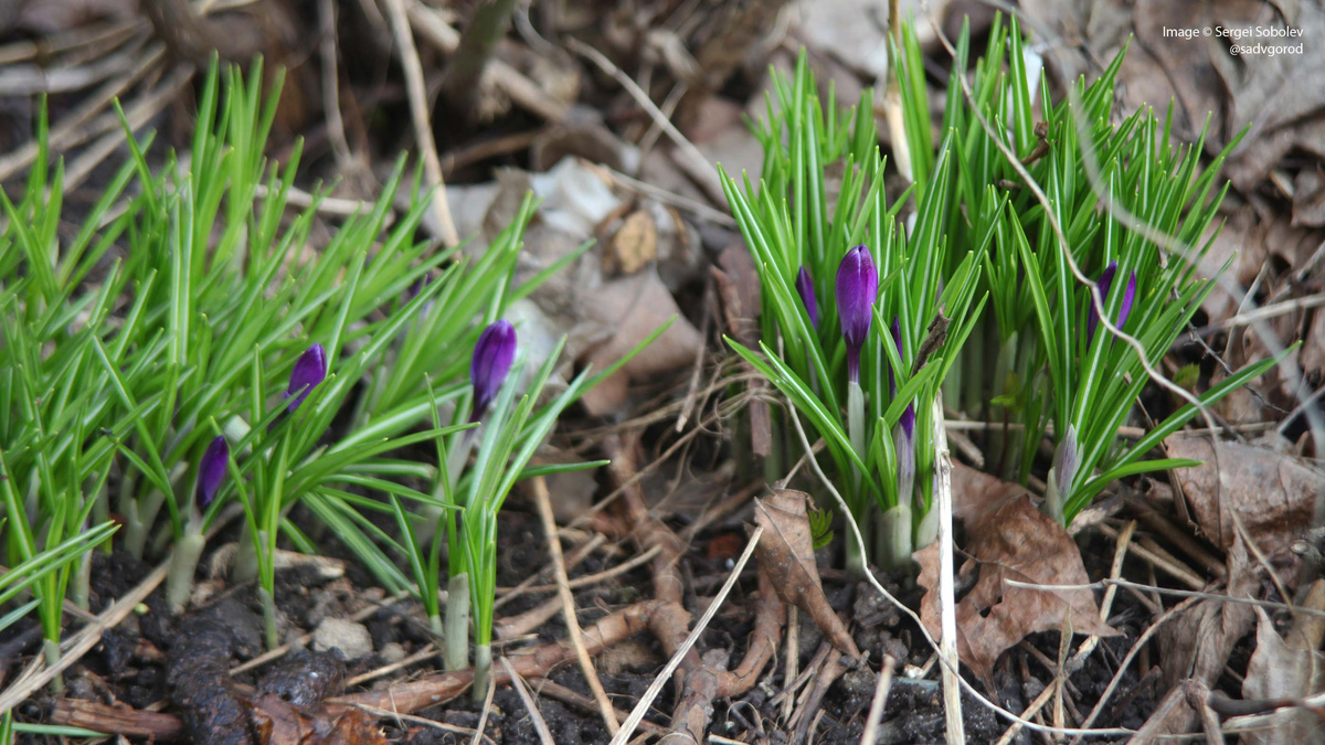 Вот-вот распустятся Шафраны 'Ruby Giant'. Да, чуть позже - но буквально на пару дней!