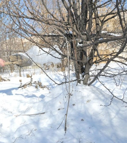 под яблонями - барханы