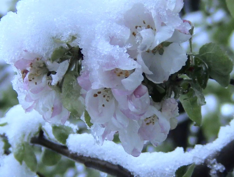 самый страшный сон садовода
