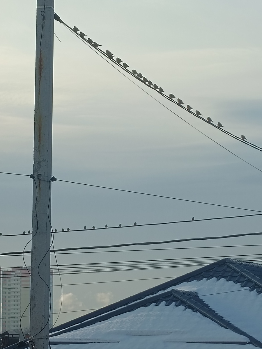 Воробьиное заседание в нашем посёлке 🥳