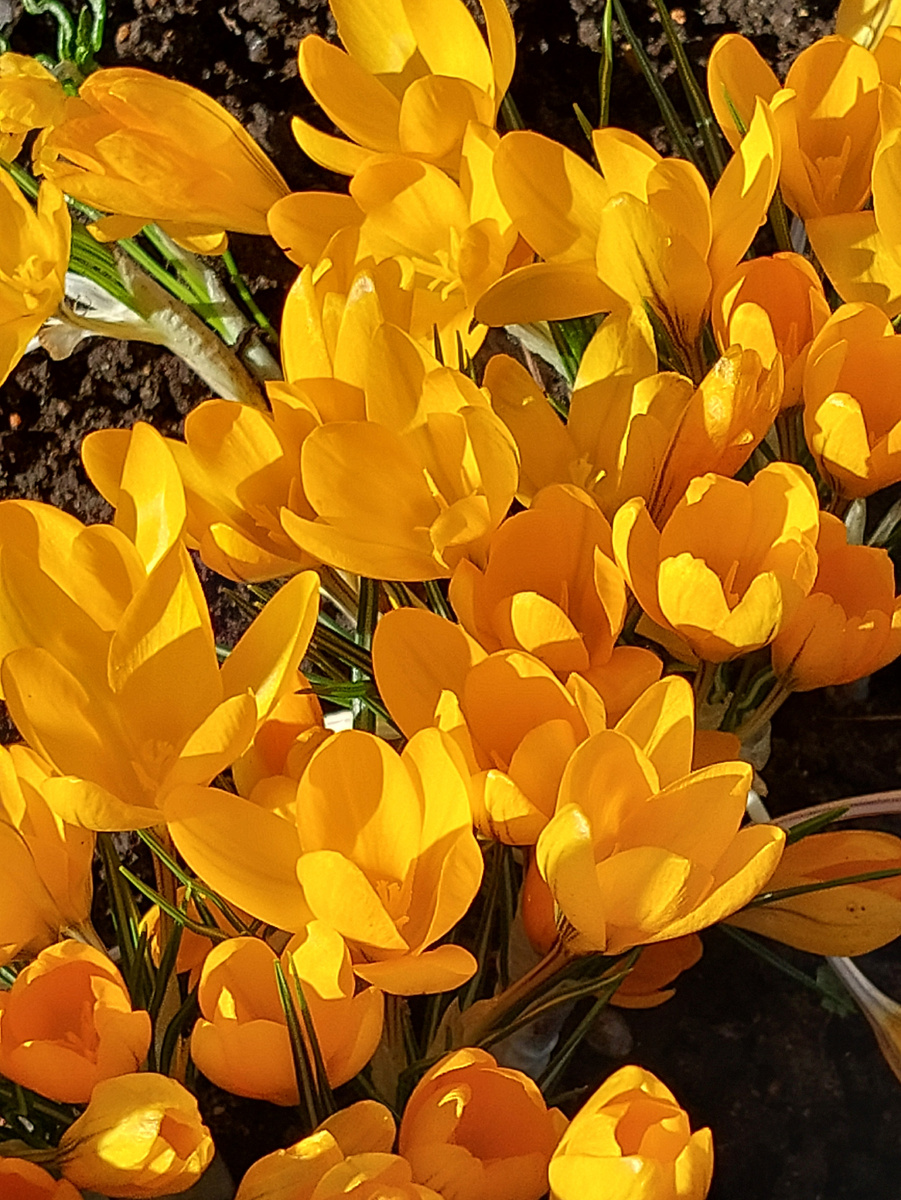 Крокусы в моём саду.