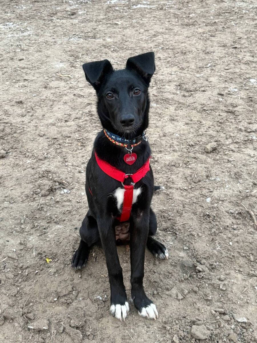 Может я и Случайного Прохожего так же покорю?