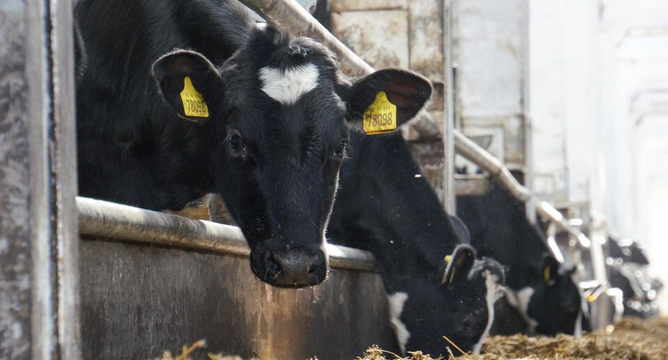    администрация г.о. Домодедово