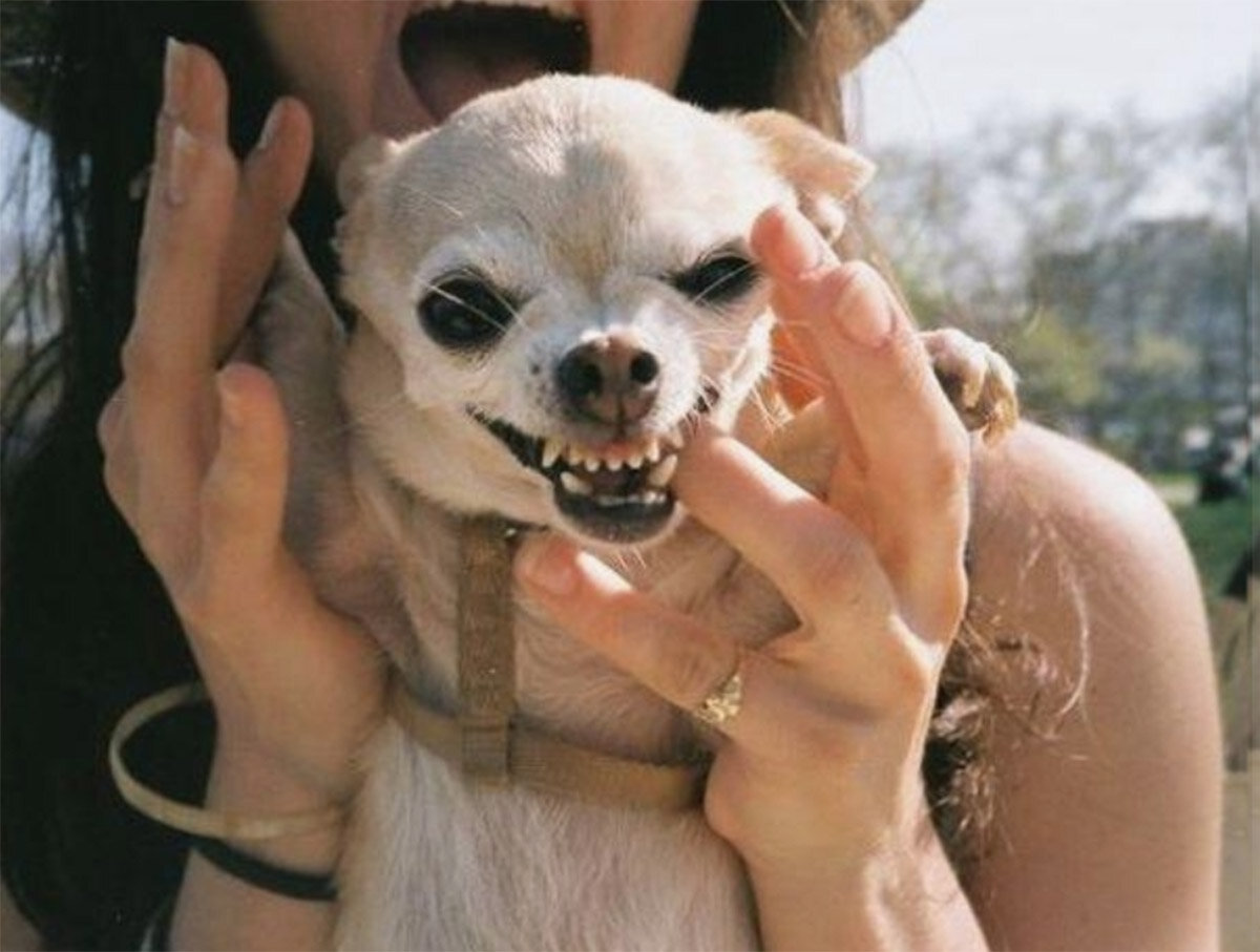 Примечание: очень важно брать декоративных собак из проверенных питомников! У таких псов не будет проблем со здоровьем и психикой! 