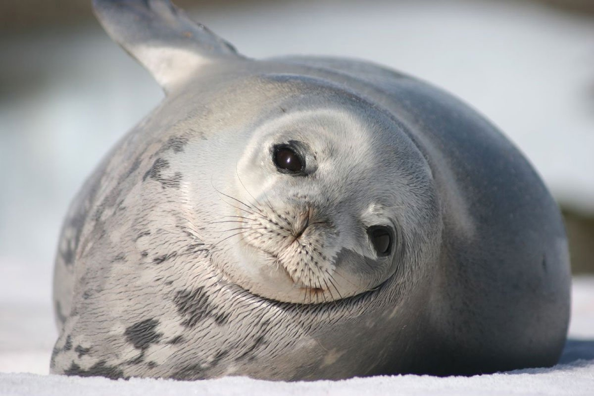 Тюлень Уэдделла. Антарктида
