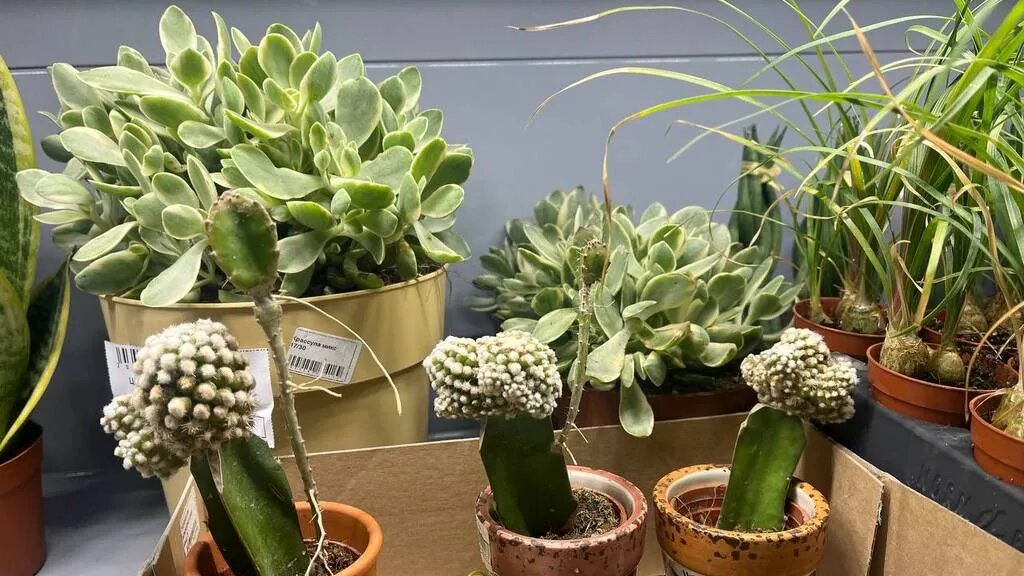 Фото предоставлено автором статьи