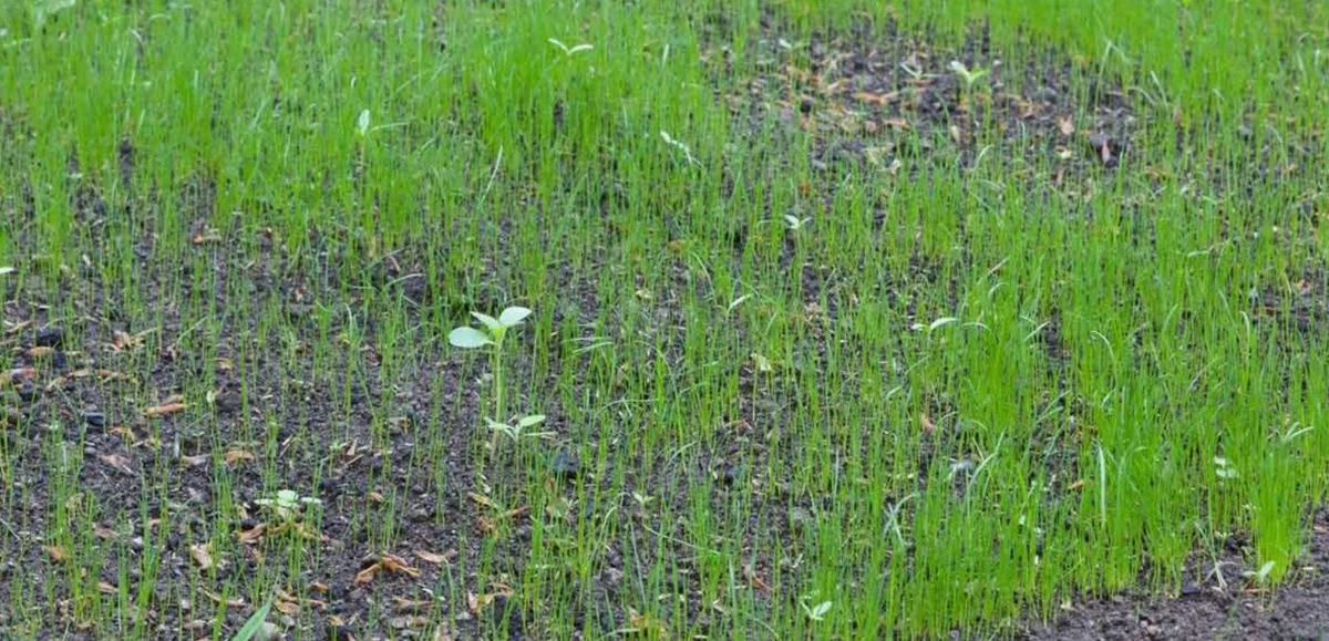 Молодой газон.