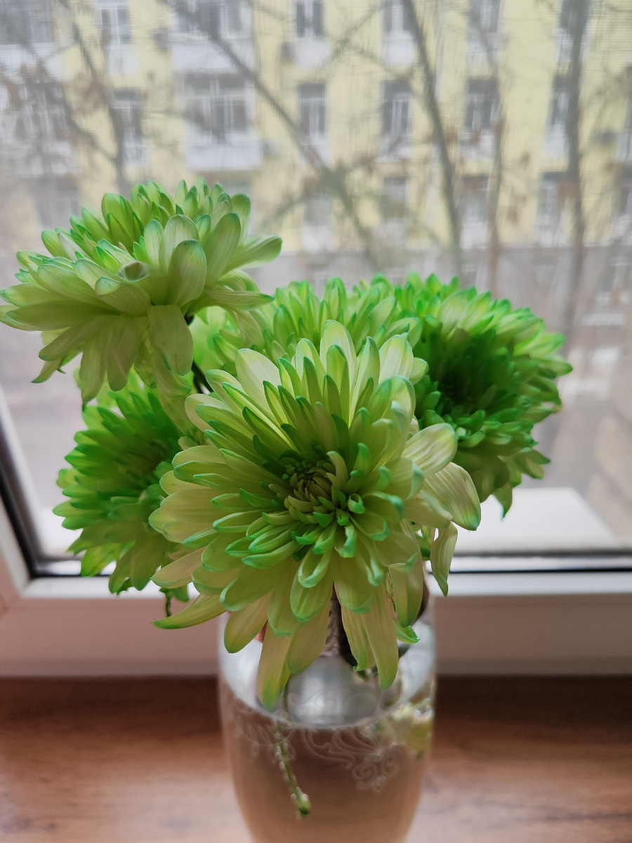 Вот что осталось от моих хризантем, подаренных Мужем. А тюльпаны - Всё. 