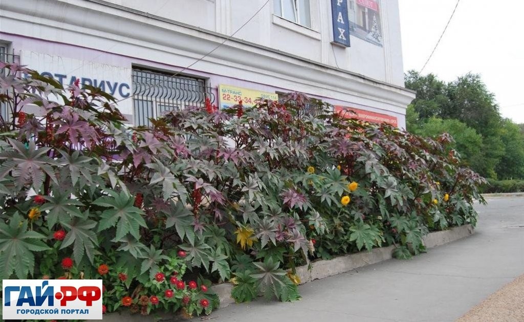 Пальмовые заросли. Ну, какова изгородь, а?!