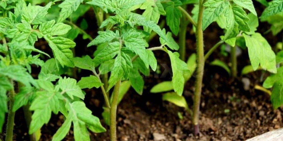 Томатам после всходов для мясистого вида: 3 совета, чтобы рассада как с обложки была