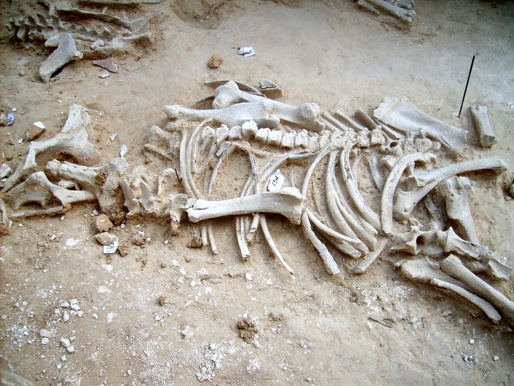 Кости дикой лошади на стоянке – Дивногорье 9.